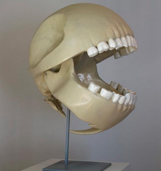 pacman skull