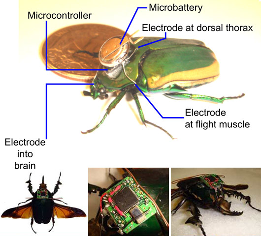 remote controlled insects