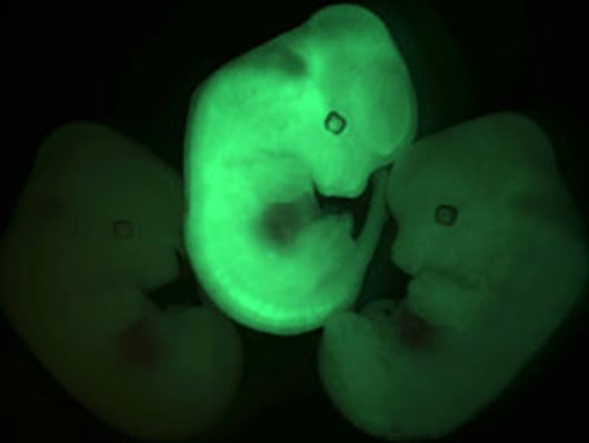 skincells stemcells embryos