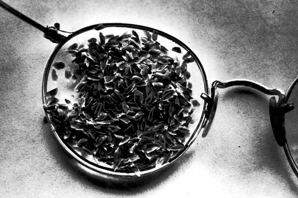 Cinchona seeds brought out of the Philippine islands before the Japanese invasion (1943)